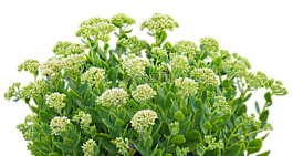 綠色的植物,秋季,綠色