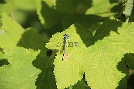 蜻蜓,自然,葉子