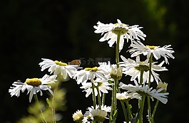 雛菊,蝴蝶,家庭花園