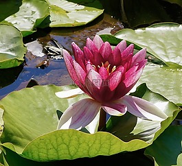 睡蓮,開花,wassserpflanze