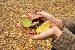 秋,手,季節(jié)