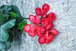 天竺葵,野花,自然