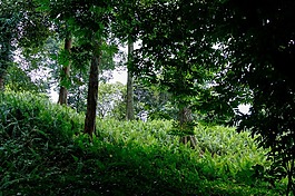 綠色,公園,樹