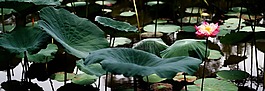 蓮花,池,開花