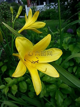 黃花菜,黃莉莉,地方品種的植物