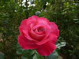 粉色,花,粉紅色的花朵