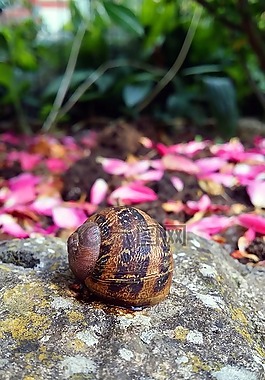 蝸牛殼,蝸牛,腹