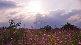 草地,日落,花多