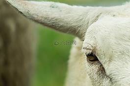 山羊,羊,動(dòng)物