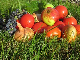 夏末花園的禮物,蘋果,洋蔥