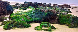 algea,巖,海苔