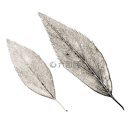 葉子,廠,秋天的落葉