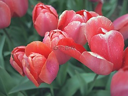 紅色,郁金香,鮮花