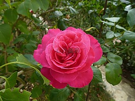 粉色,花,粉紅色的花朵