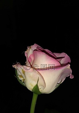 花,自然,春
