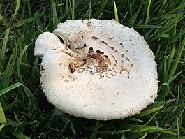 森林,蘑菇,植物