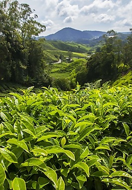 茶园,金马伦高原,马来西亚