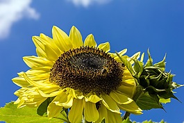 性質(zhì),廠,花