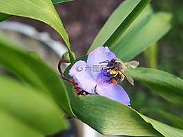 蜜蜂,開花,花