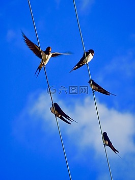 燕子,天空,鳥類