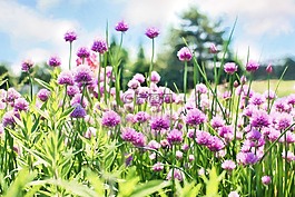 韭菜,盛开,紫色