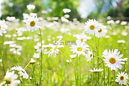 雛菊,原野,自然