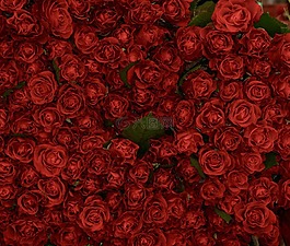 玫瑰,紅色,鮮花