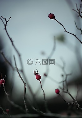 芽,令人毛骨悚然,心情
