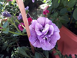 鮮花,紫,關(guān)閉