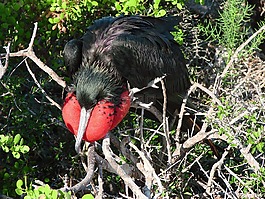 frigatebird,鸟,海鸟