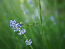 熏衣草,蚱蜢,關(guān)閉