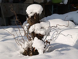 樹樹干,雪,冬天