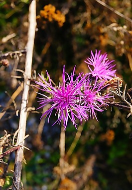 花,秋季,廠