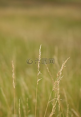 景觀,字段,小麥