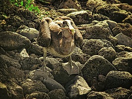 鵜,海鳥,動物群