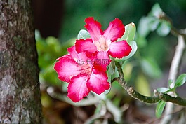 花,開花,春天