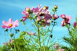 cosmea,花,宇宙
