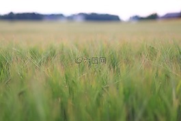景觀,字段,小麥