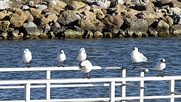 鳥,海,海鷗