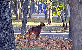 公園,狗,人類最好的朋友