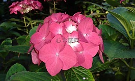 繡球花,花卉,花園