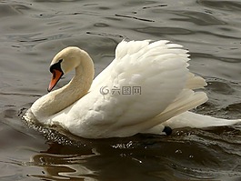 天鵝,鳥,湖
