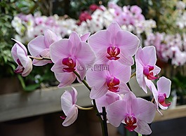 鮮花,粉紅色的蘭花,裝飾