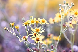 鮮花,黃色,花園