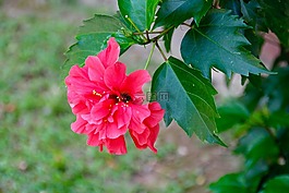 花,開花,春天