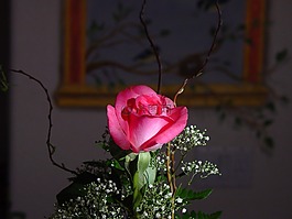 花,玫瑰,自然