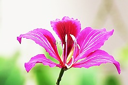 大自然,花,植物