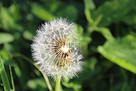 花,綠色,性質(zhì)