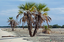 沙,海灘,海濱