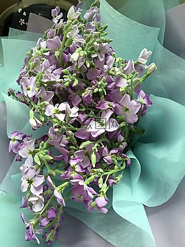 花束,紫色,鮮花
